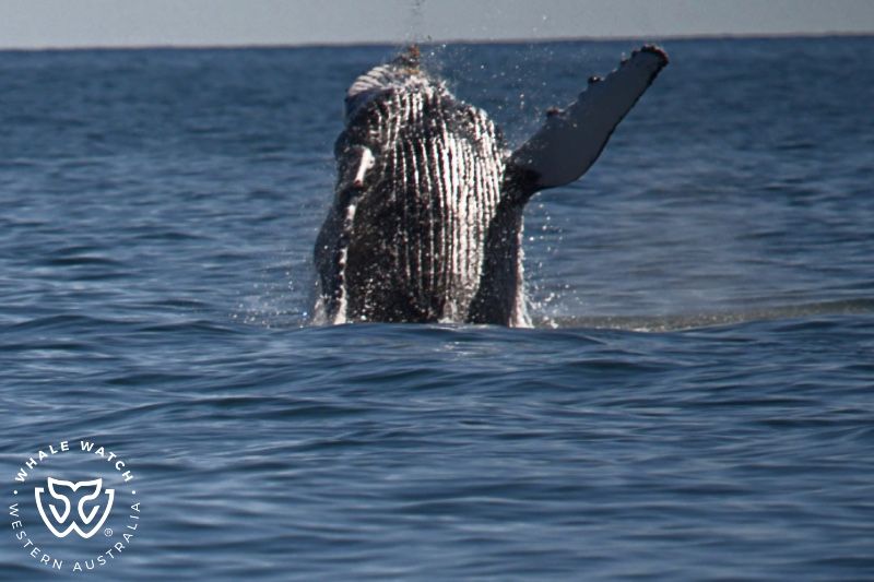 Whale Watch Western Australia