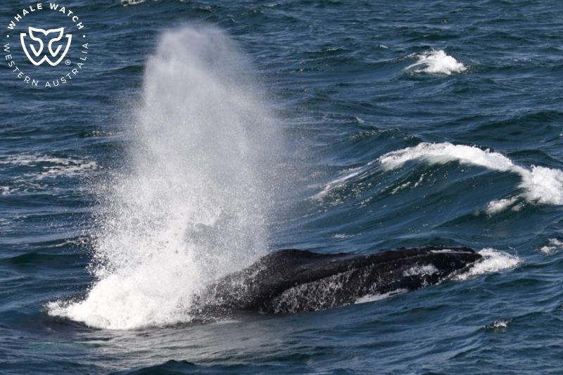 Whale Watch Western Australia