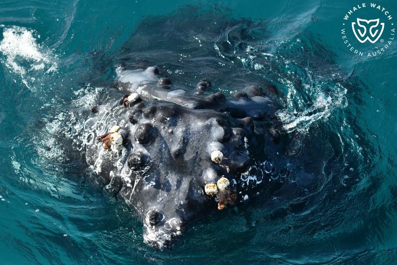 Whale Watch Western Australia