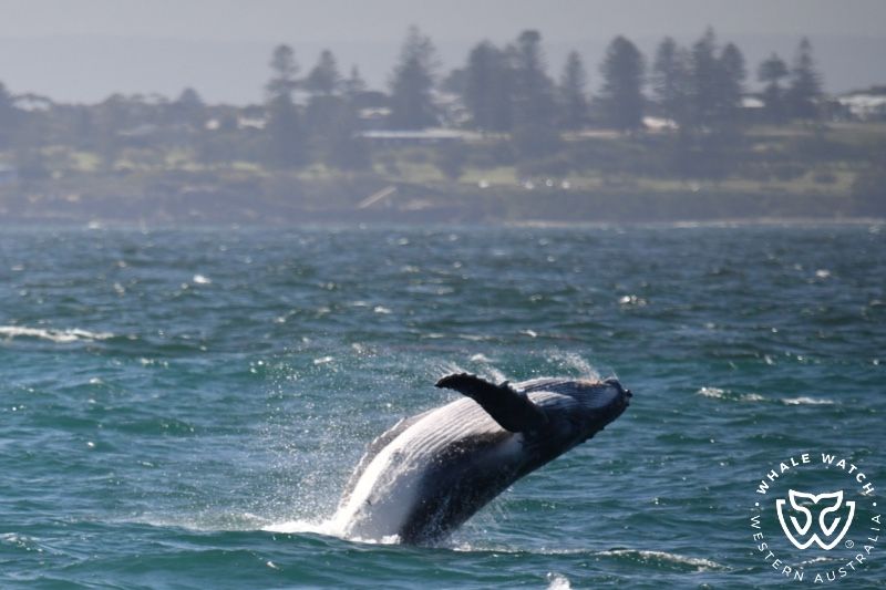Whale Watch Western Australia