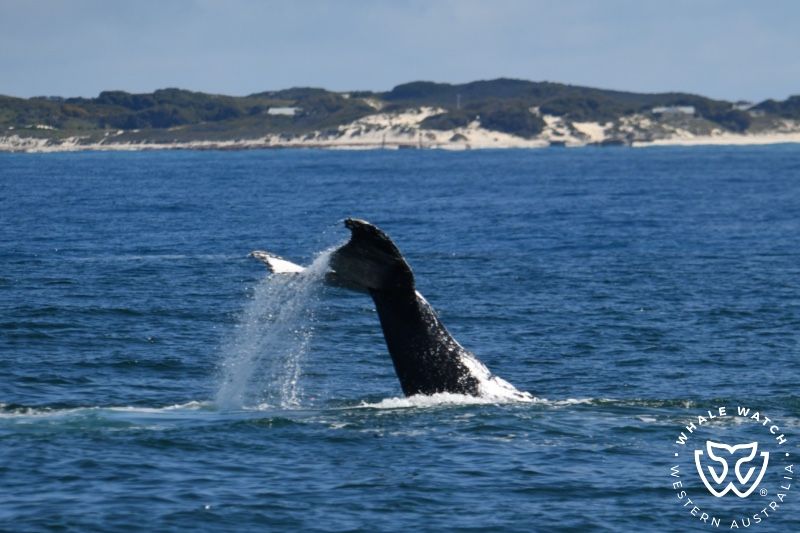 Whale Watch Western Australia