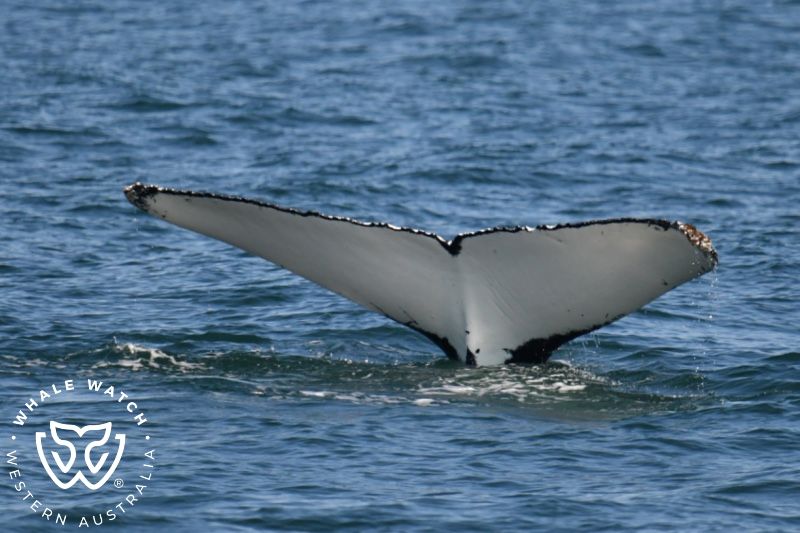 Whale Watch Western Australia