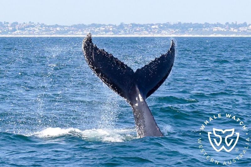 Whale Watch Western Australia