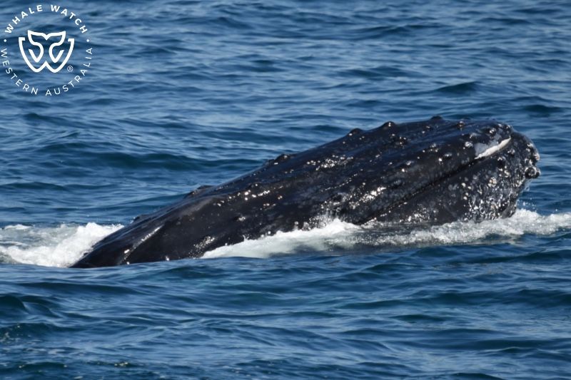 Whale Watch Western Australia