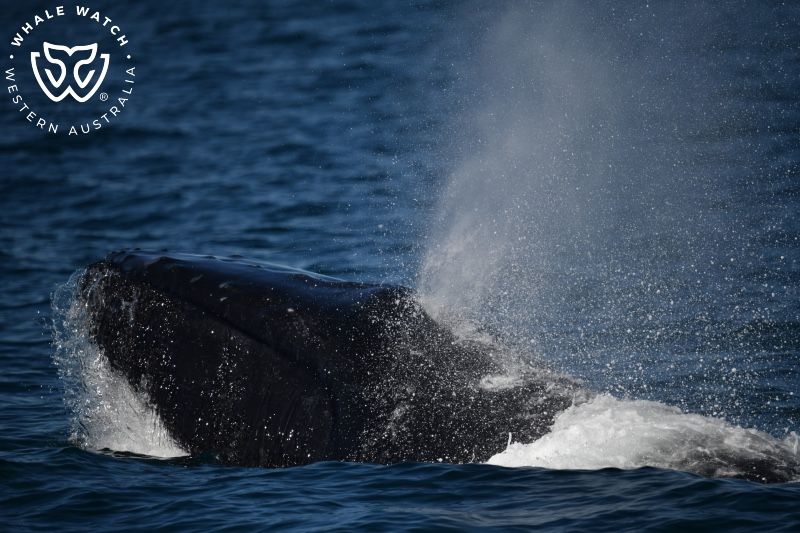 Whale Watch Western Australia