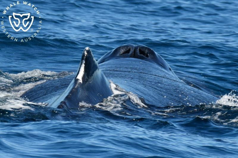 Whale Watch Western Australia