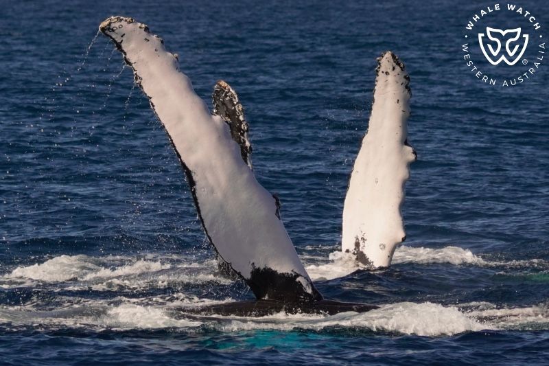 Whale Watch Western Australia