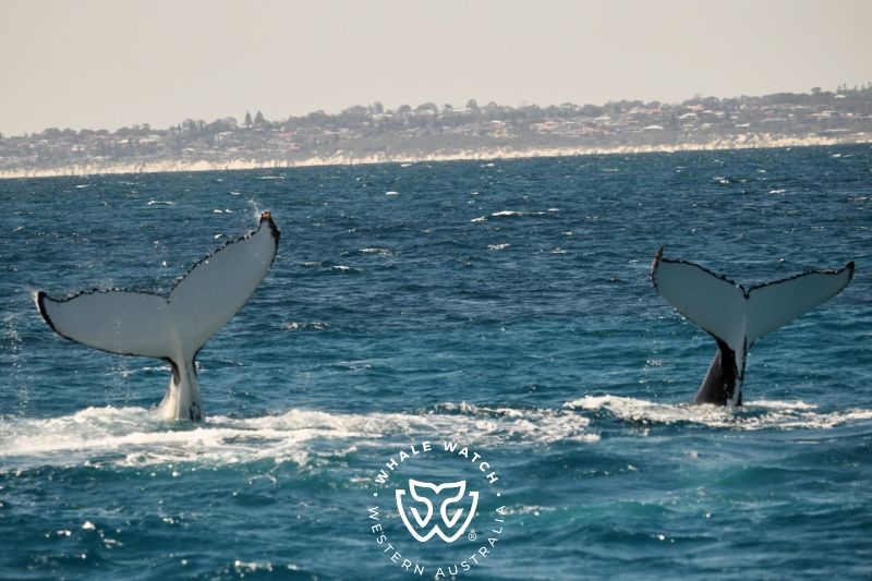 Whale Watch Western Australia