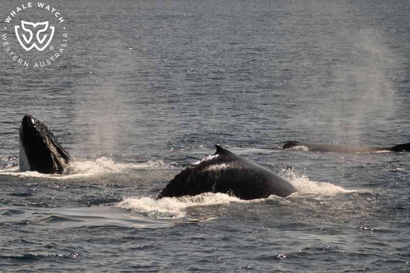 Whale Watch Western Australia