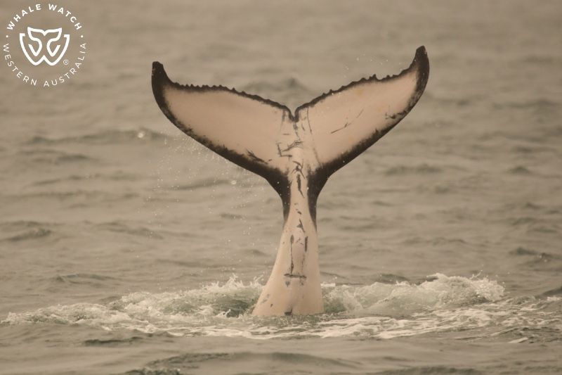 Whale Watch Western Australia
