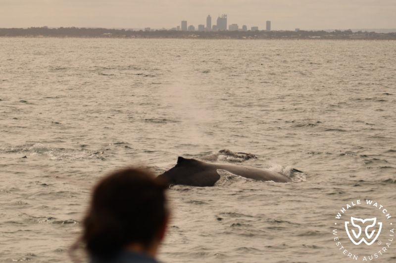 Whale Watch Western Australia