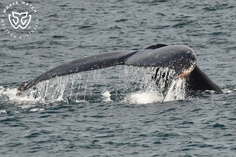 Whale Watch Western Australia