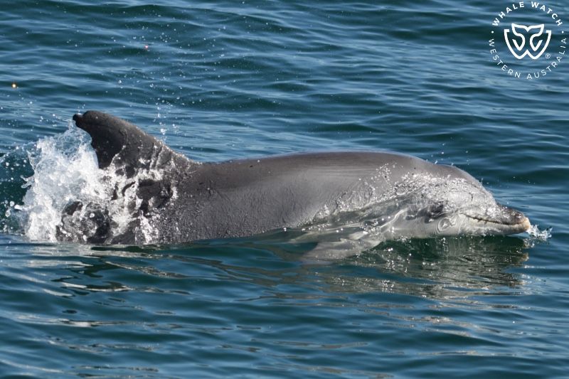 Whale Watch Western Australia