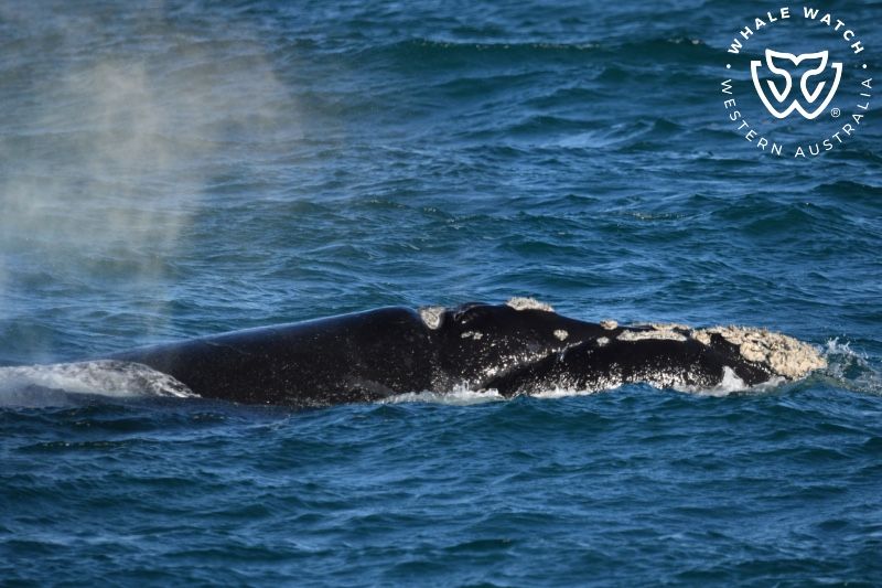 Whale Watch Western Australia