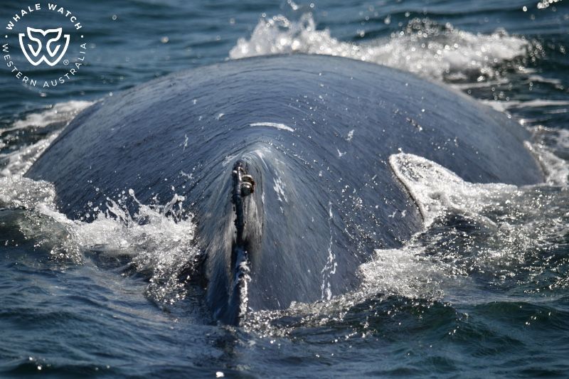Whale Watch Western Australia
