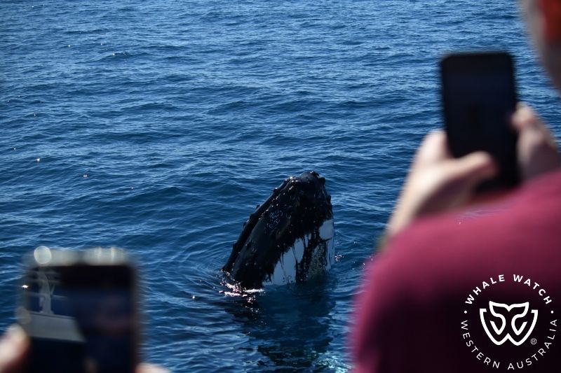 Whale Watch Western Australia