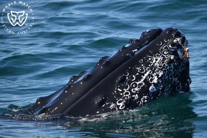 Whale Watch Western Australia