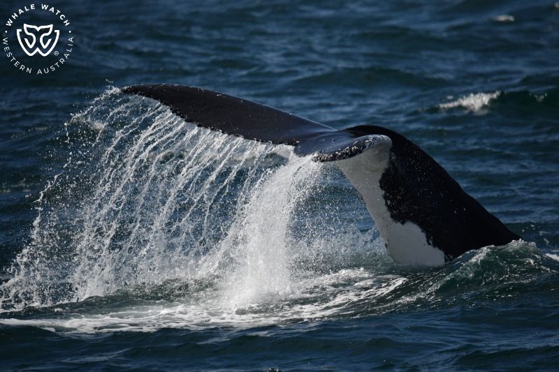 Whale Watch Western Australia