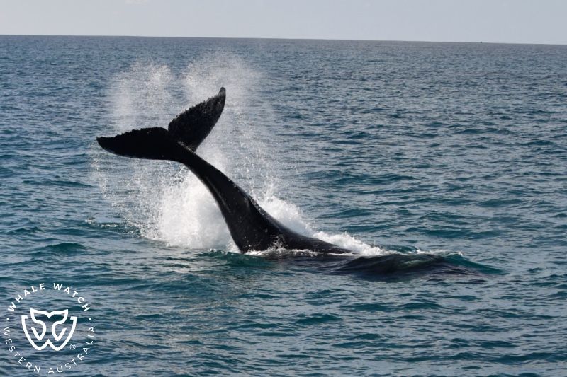Whale Watch Western Australia