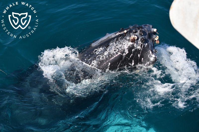 Whale Watch Western Australia
