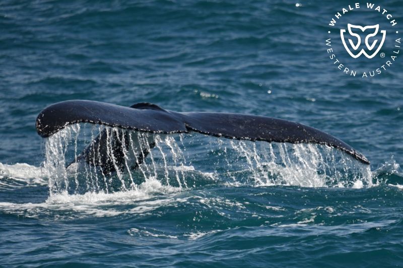 Whale Watch Western Australia