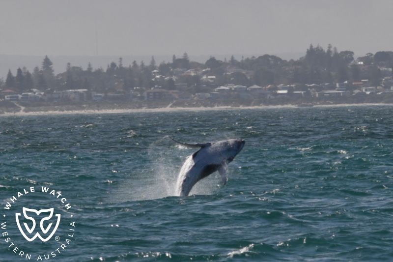 Whale Watch Western Australia