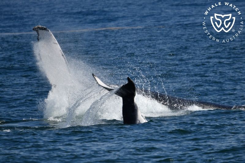 Whale Watch Western Australia