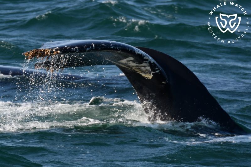 Whale Watch Western Australia