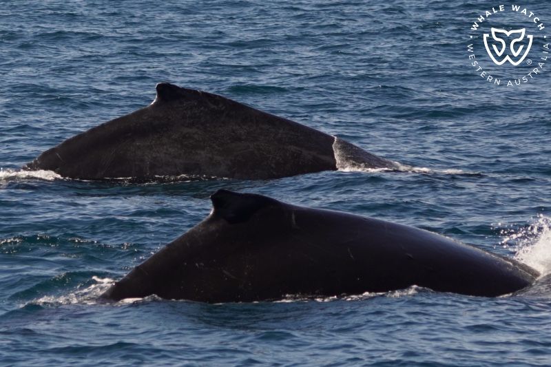 Whale Watch Western Australia
