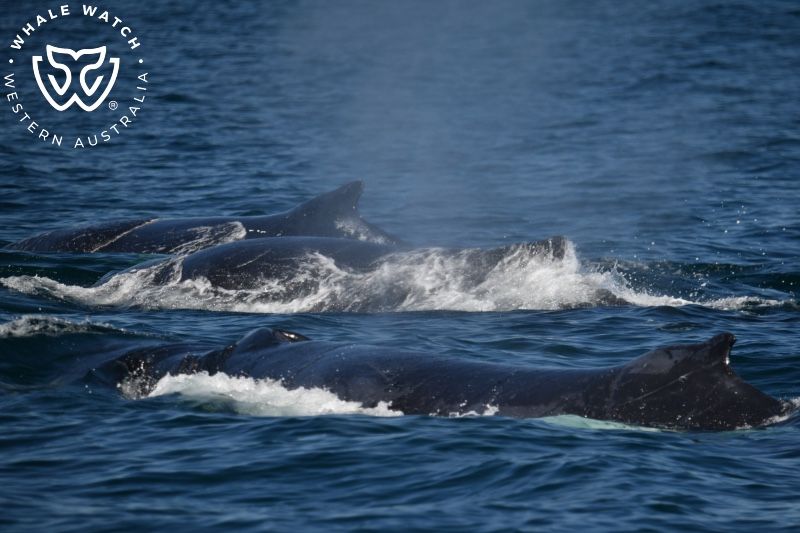 Whale Watch Western Australia
