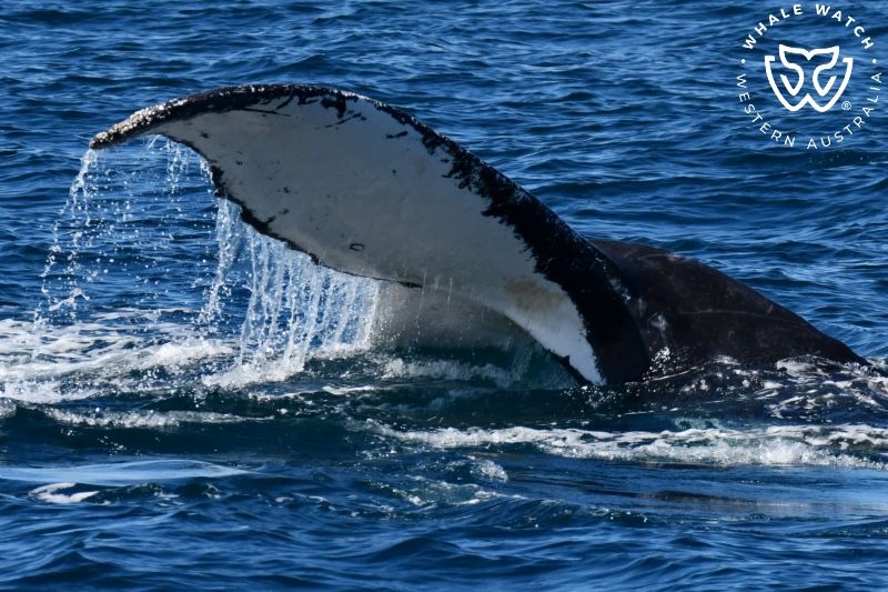 Whale Watch Western Australia