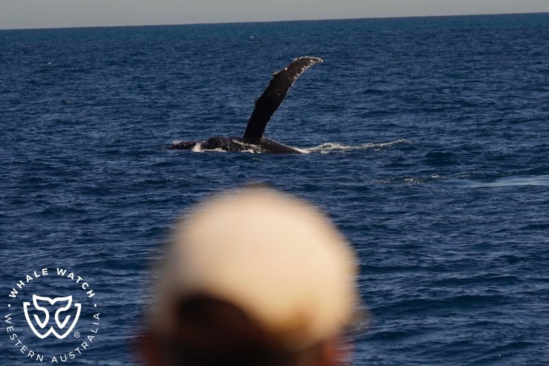 Whale Watch Western Australia