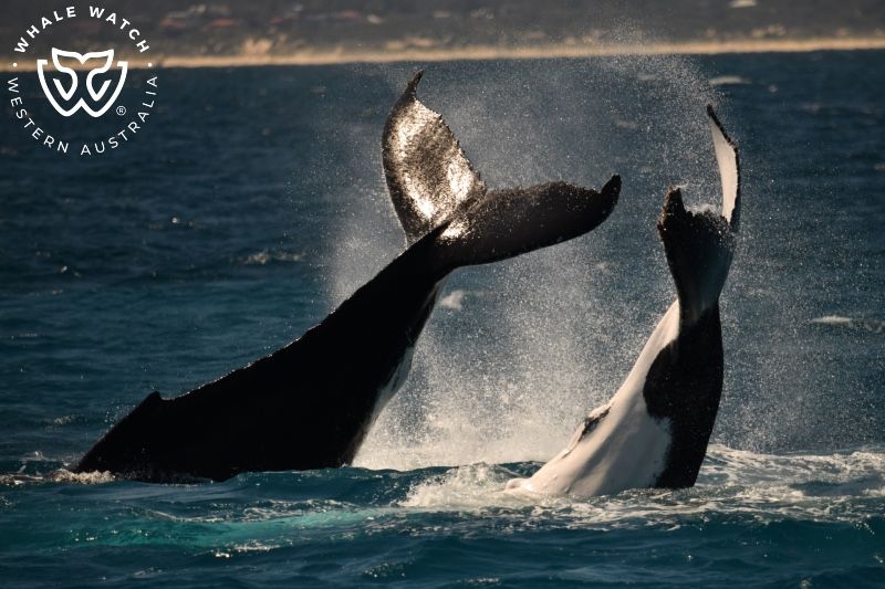 Whale Watch Western Australia