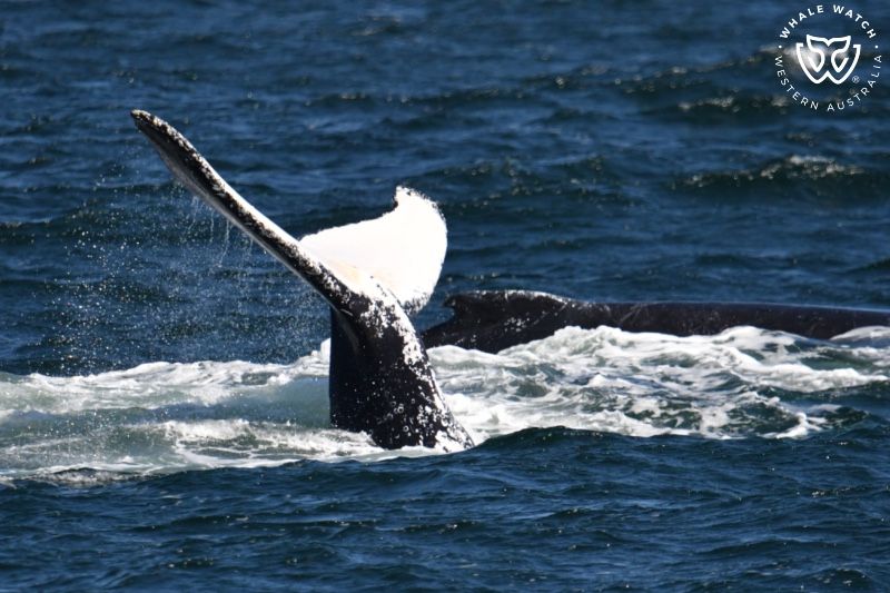 Whale Watch Western Australia