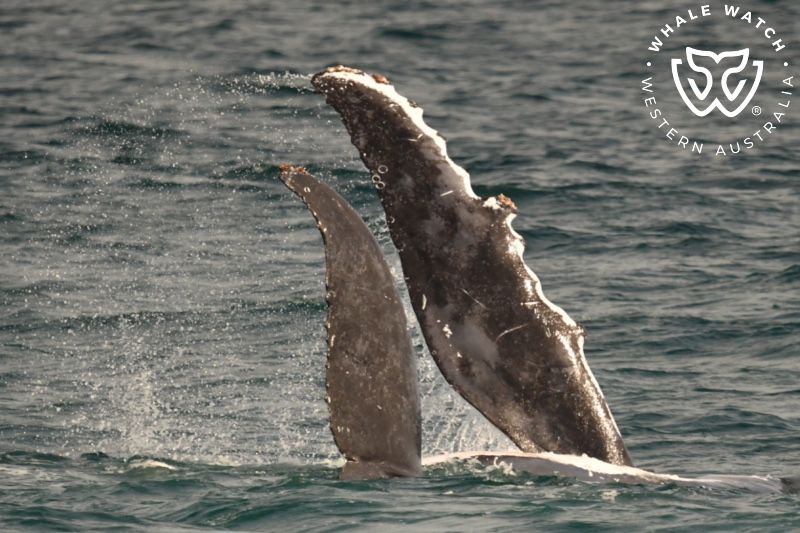 Whale Watch Western Australia