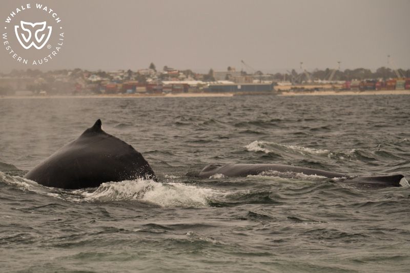 Whale Watch Western Australia