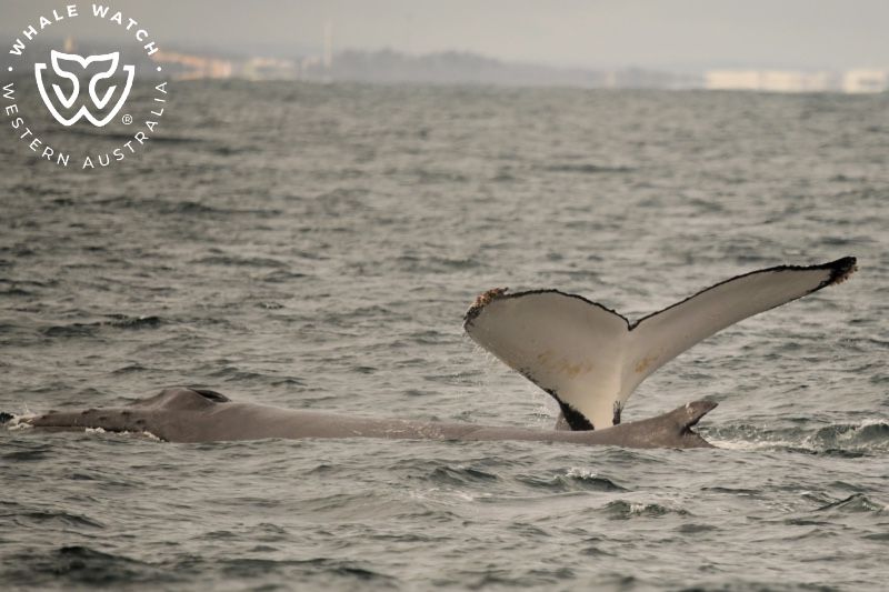 Whale Watch Western Australia