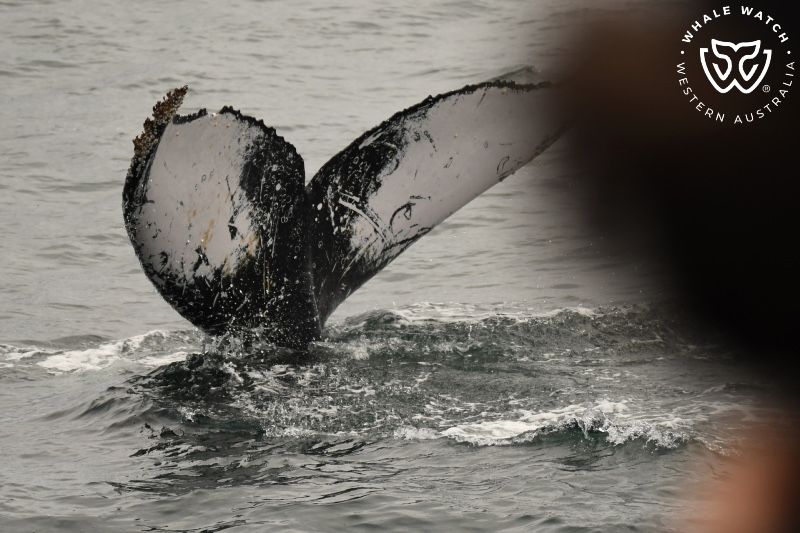 Whale Watch Western Australia