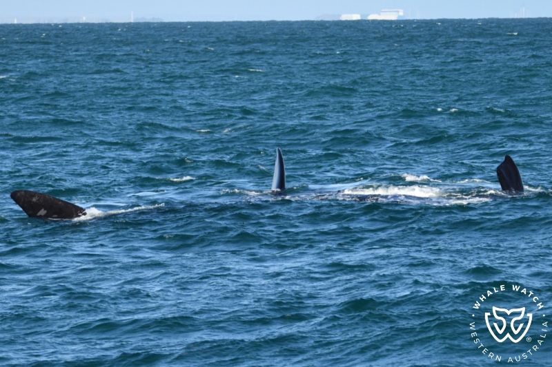 Whale Watch Western Australia
