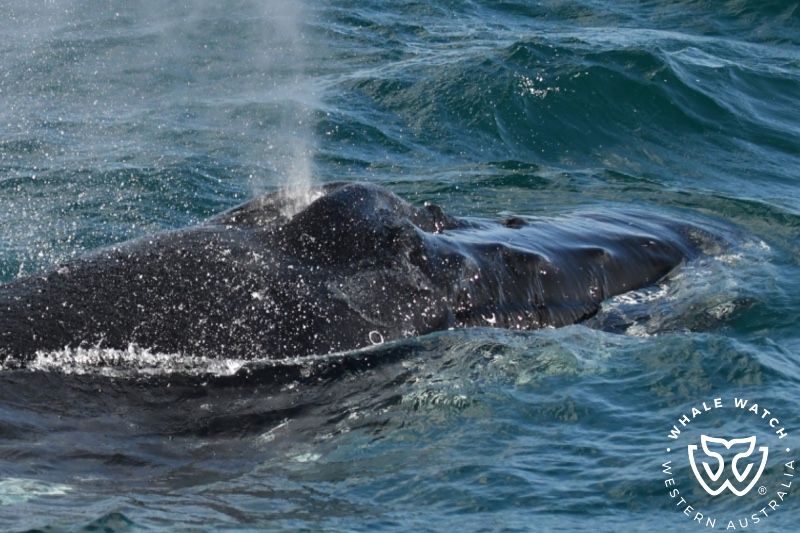 Whale Watch Western Australia