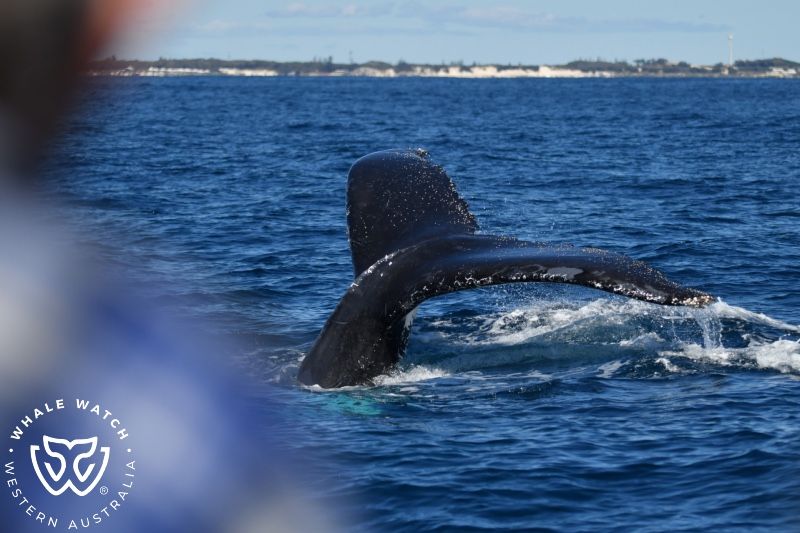 Whale Watch Western Australia