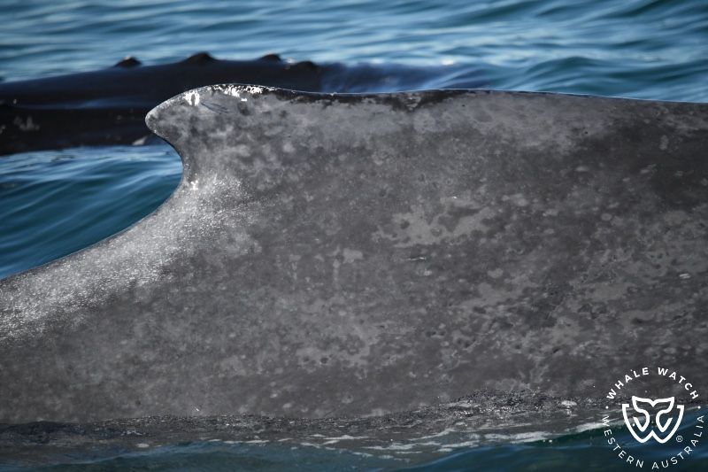 Whale Watch Western Australia