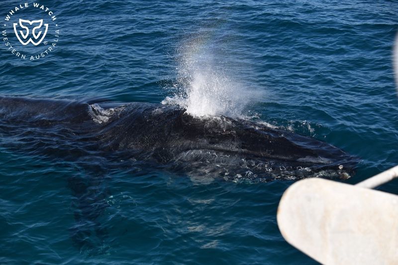 Whale Watch Western Australia