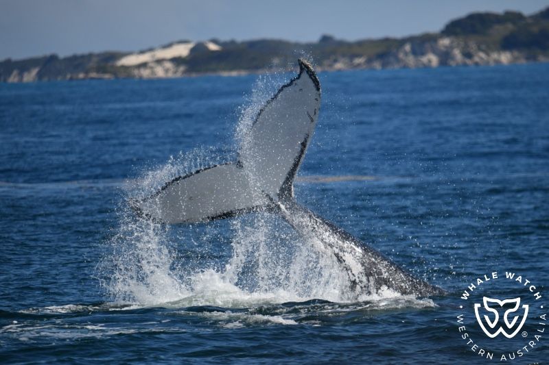 Whale Watch Western Australia