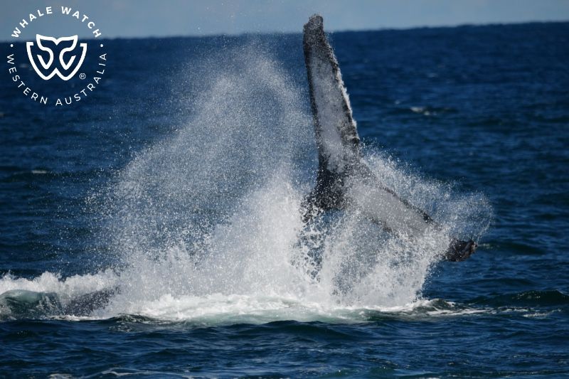 Whale Watch Western Australia