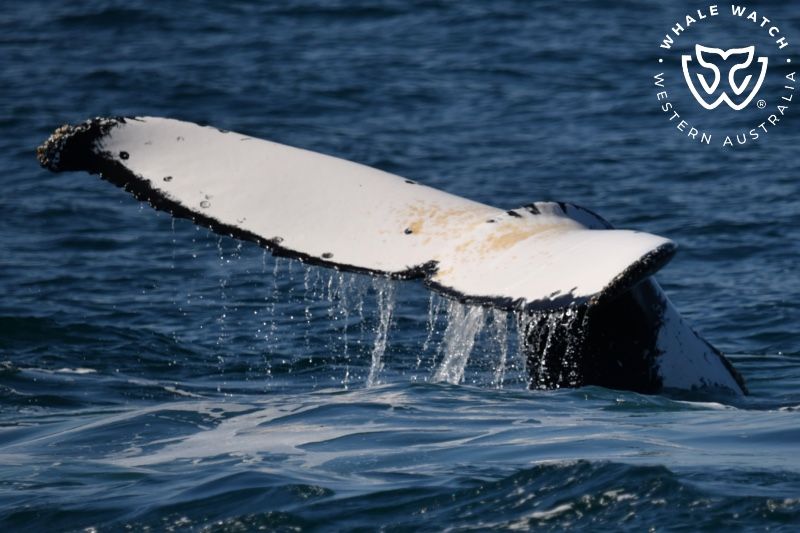 Whale Watch Western Australia