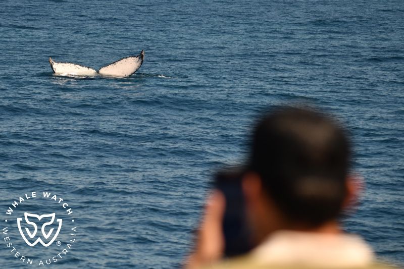 Whale Watch Western Australia