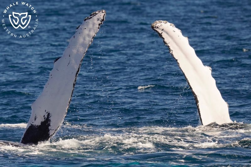 Whale Watch Western Australia