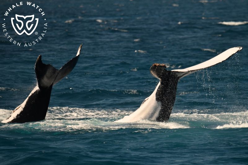 Whale Watch Western Australia