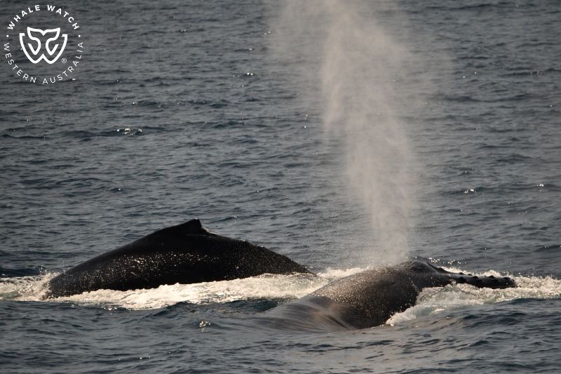 Whale Watch Western Australia